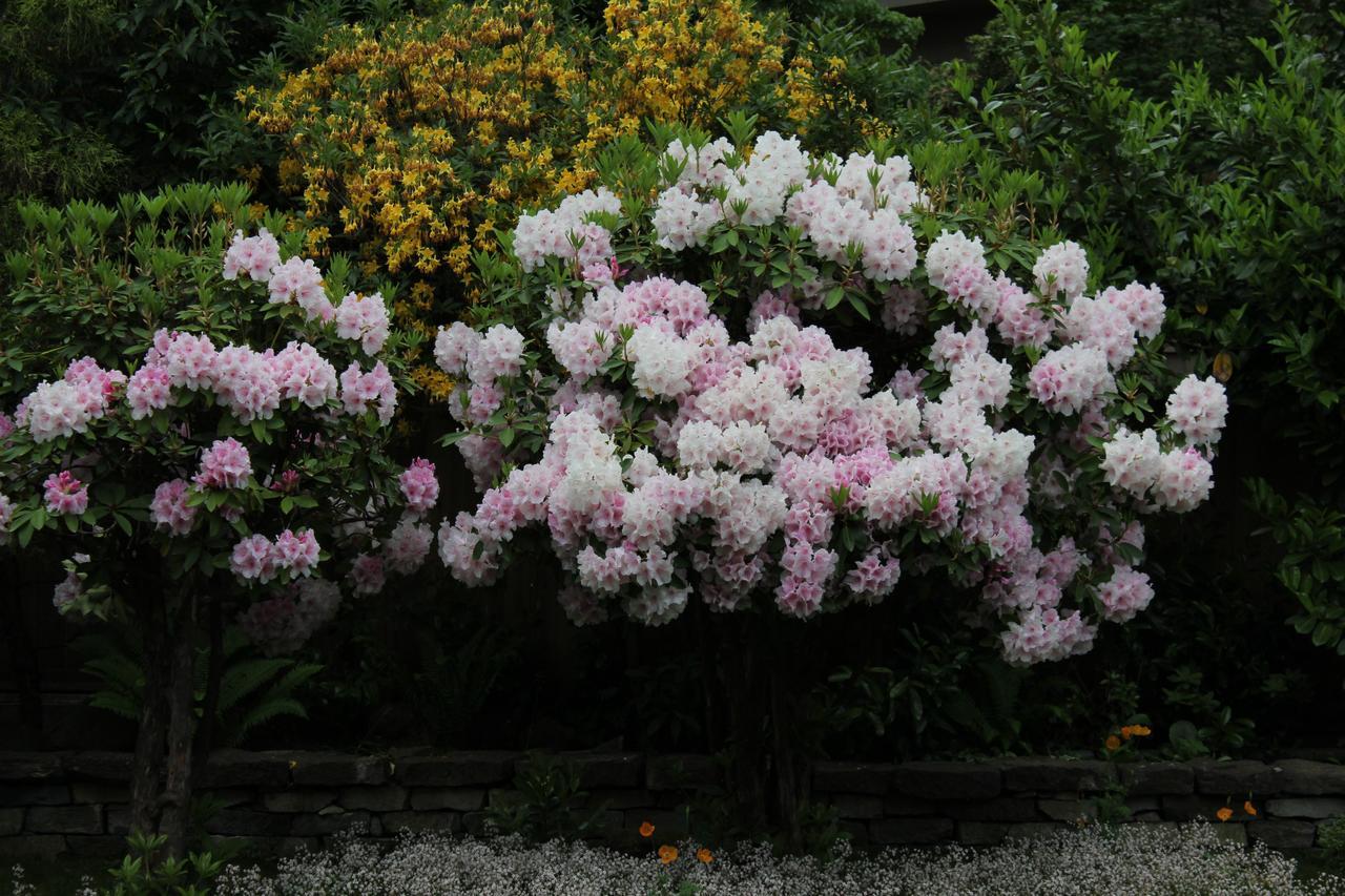 Cartier Guest House แวนคูเวอร์ ภายนอก รูปภาพ
